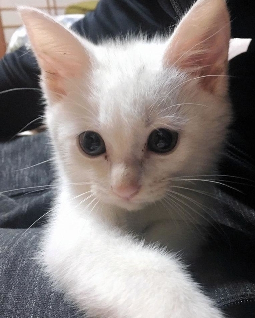 神戸新聞に掲載されました【そらくん1日店長の件】｜兵庫三菱自動車