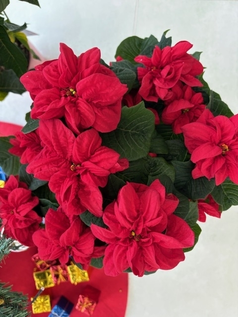 vvvvvvvvvvvvvvvvvIMG_3620 (003).jpg