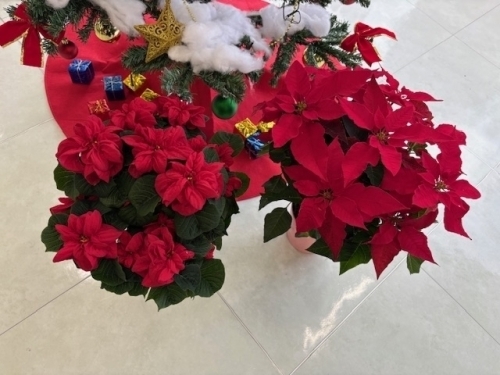 xxxxxxxxxxxxxxxxIMG_3618 (002).jpg