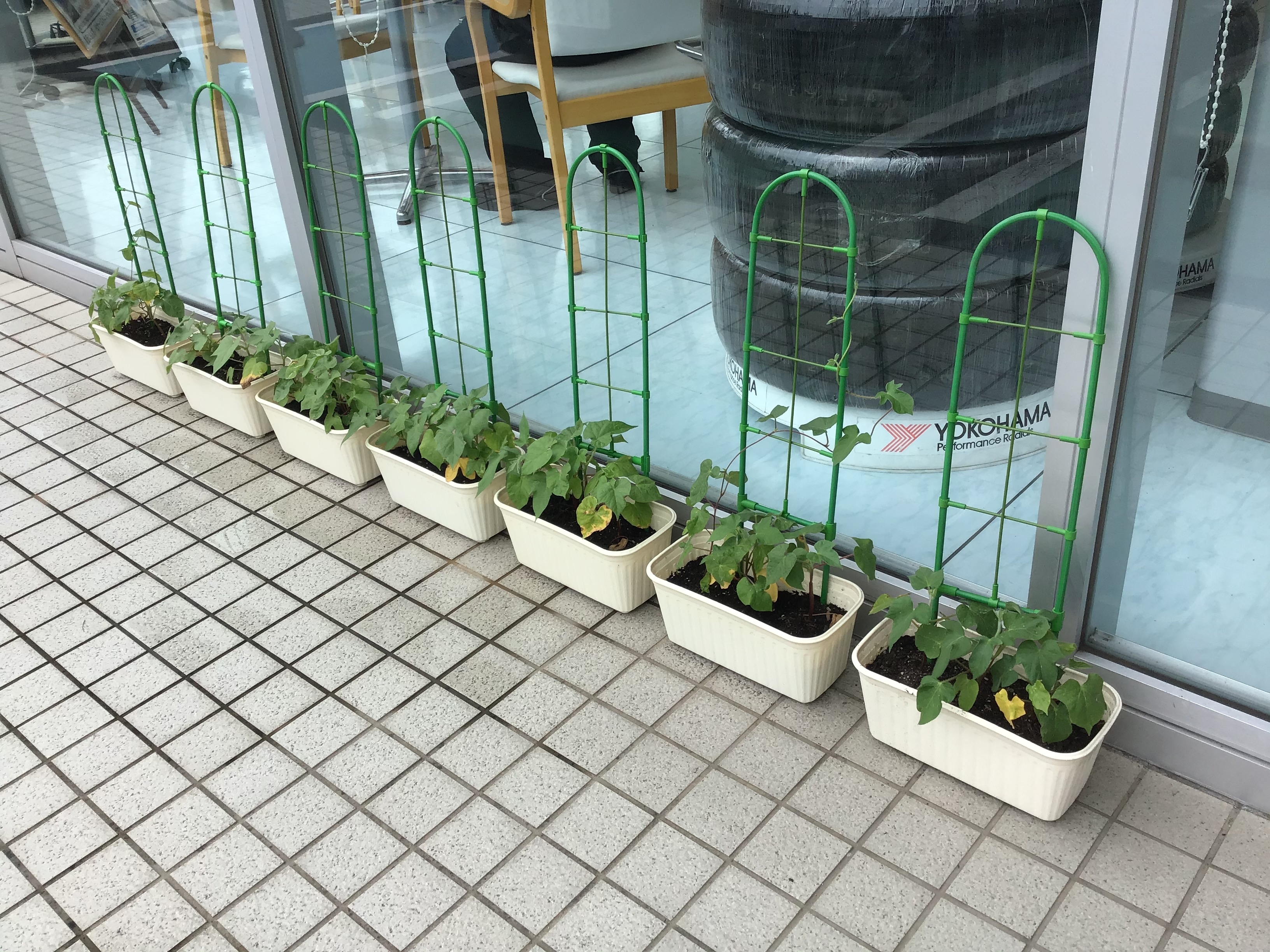 青山店あさがお.jpg