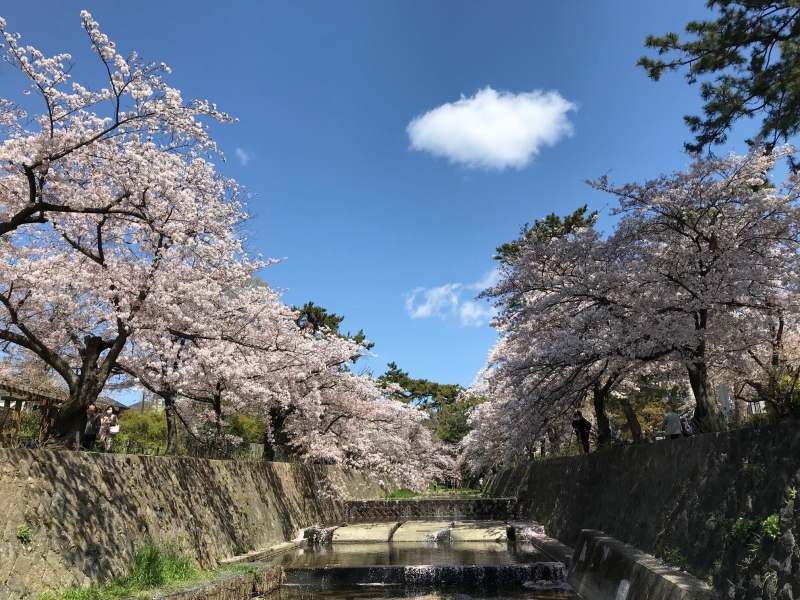 夙川　桜２.jpeg