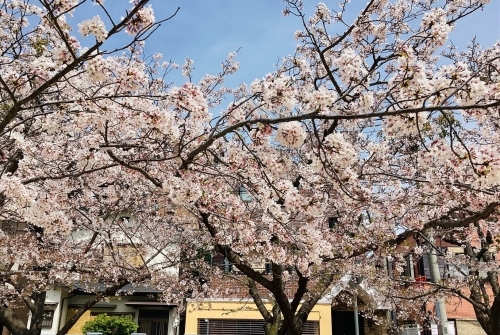 sakura2.jpg