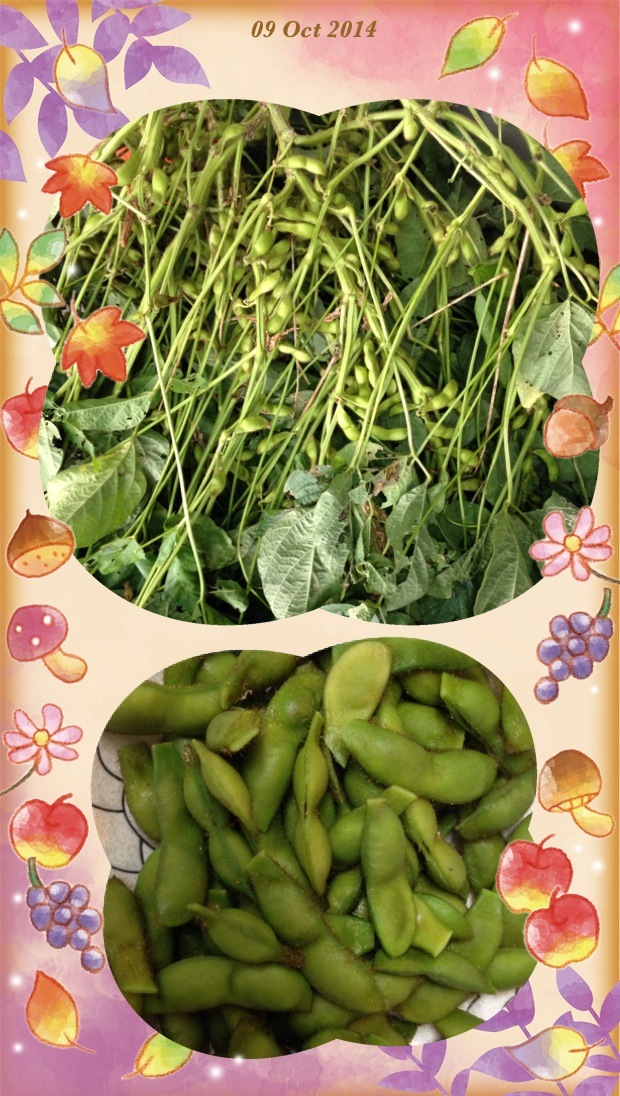 edamame.JPG