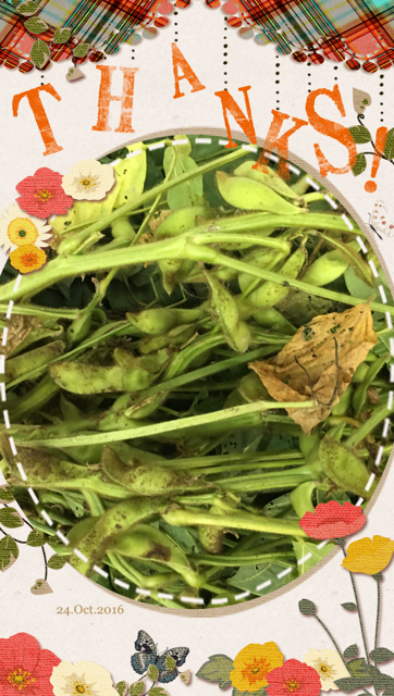 edamame1024.png