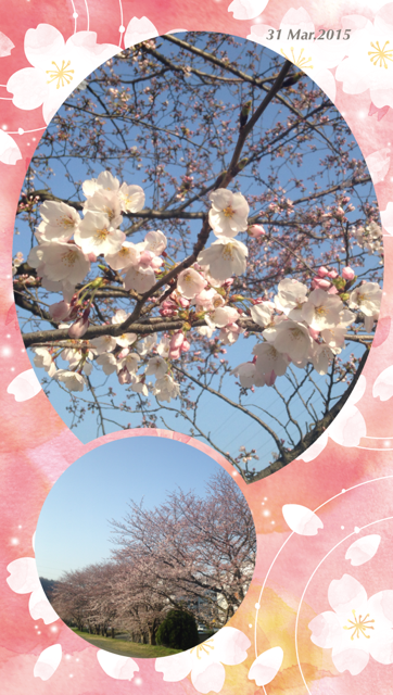 sakura0331.png