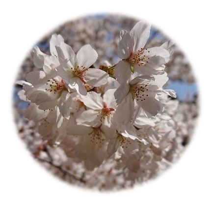 大神神社桜1.JPG