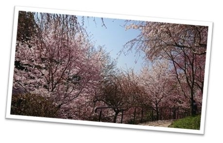 大神神社桜2.JPG