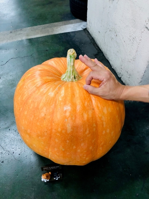 かぼちゃ２.jpg