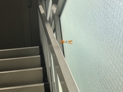 トンボ　羽ばたきバージョン.JPG