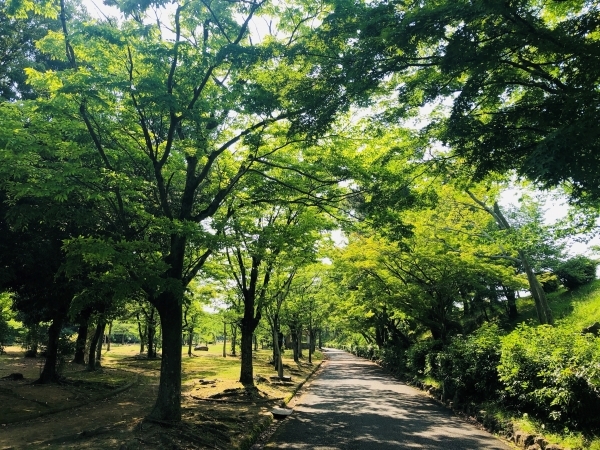 散歩道.jpg