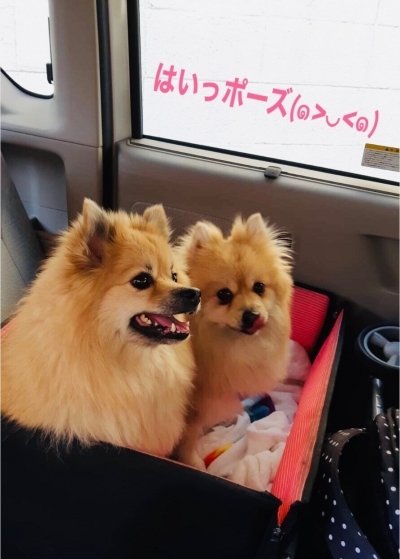 ポメラニアン　ポーズ.JPG