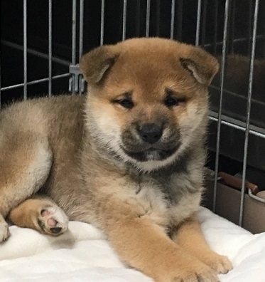 犬　１.jpg