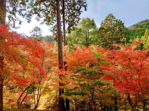 風景紅葉deco.jpg