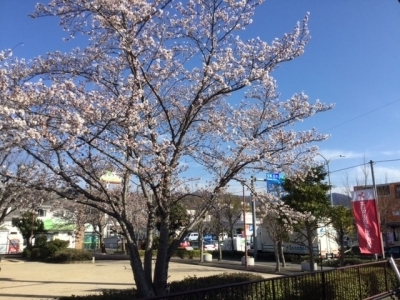 桜IMG_0187.JPG