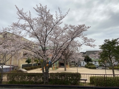 桜.jpeg