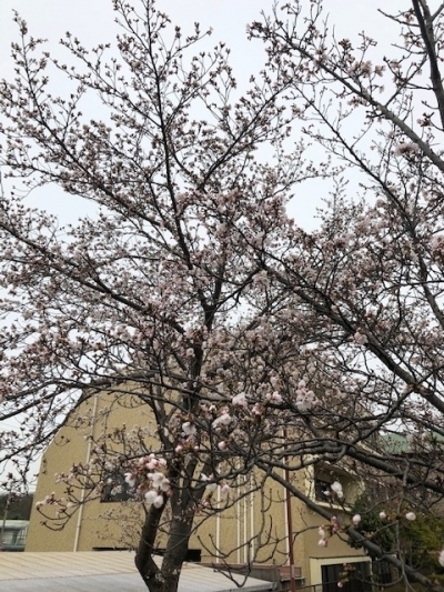 桜２.jpeg