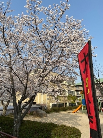 桜①.jpg