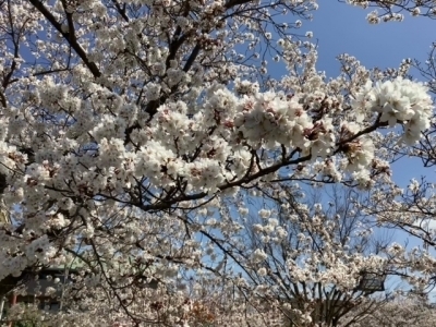 桜.jpg