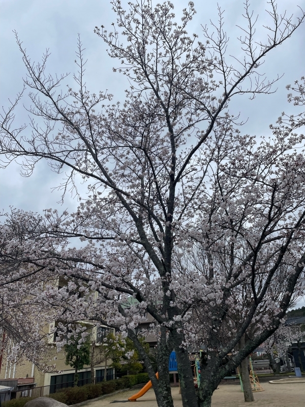 sakura2.jpeg