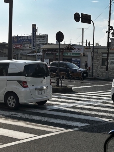 奈良3.jpg