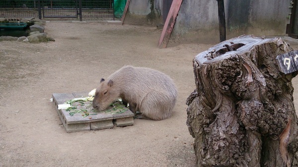 safari capibara.jpg