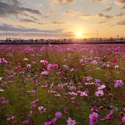 コスモスと夕日.jpg