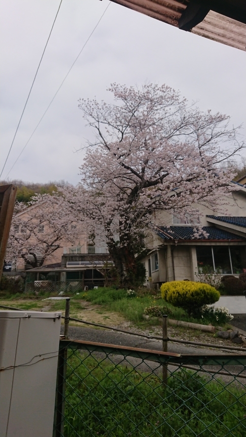 桜満開.JPG