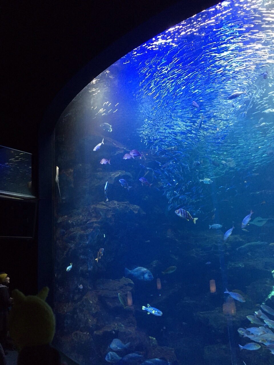 水族館.JPG