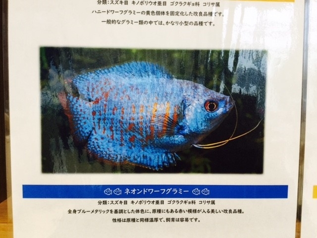 魚３.jpg