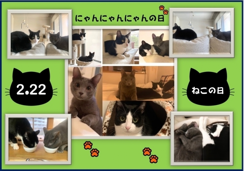 猫の日.jpg