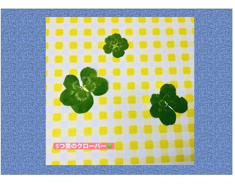 クローバー.jpg