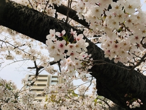 0401 桜.jpg