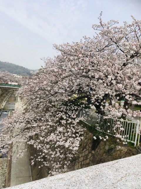 0401桜２.jpg