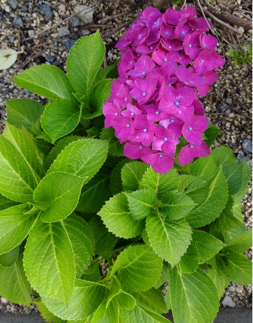DSC_0152syuusei.png
