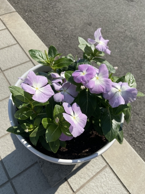 お花.jpg