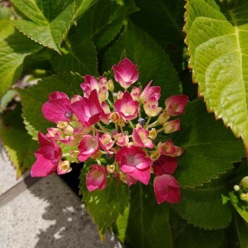 DSC_3318.JPG
