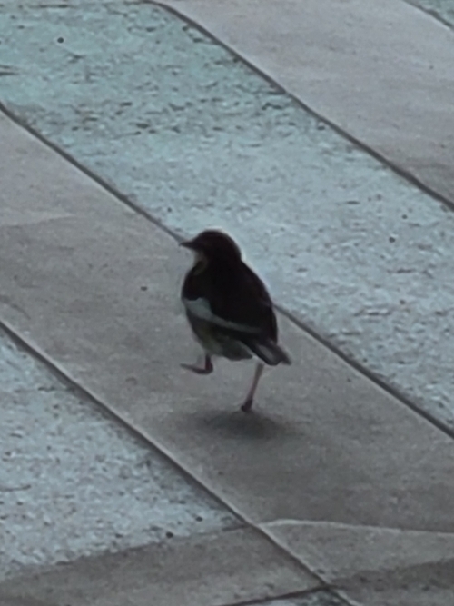 ２０２２．６．１１　鳥さん（ハクセキレイ？）.jpg