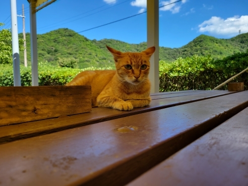 2022.7.25 猫さん.jpg