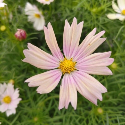 DSC_0622.JPG