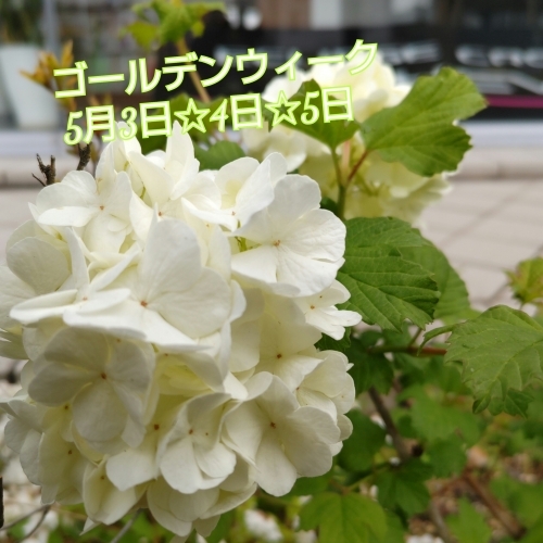 スノーボール.jpg