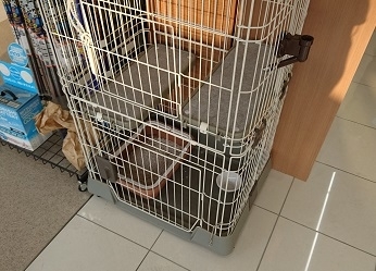 猫　ゲージ1.JPG