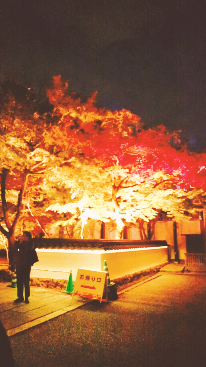 京都紅葉.png