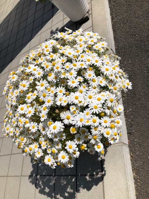お花.png