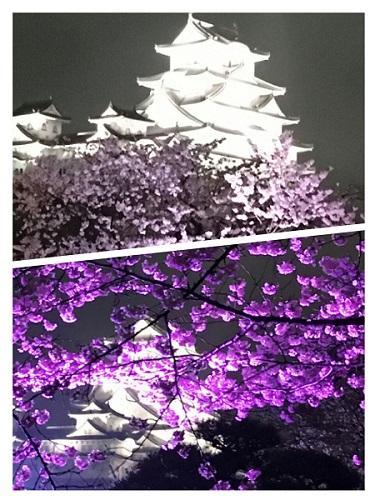夜桜.jpg