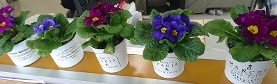 お花たち.jpg