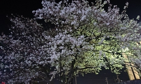 夜桜.jpg