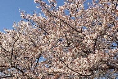 桜.jpg