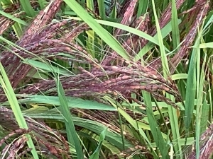 IMG_0605.jpg